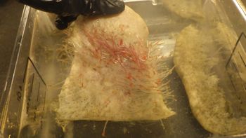 Media type: image;   Invertebrate Zoology 153512 Description: live specimen;
